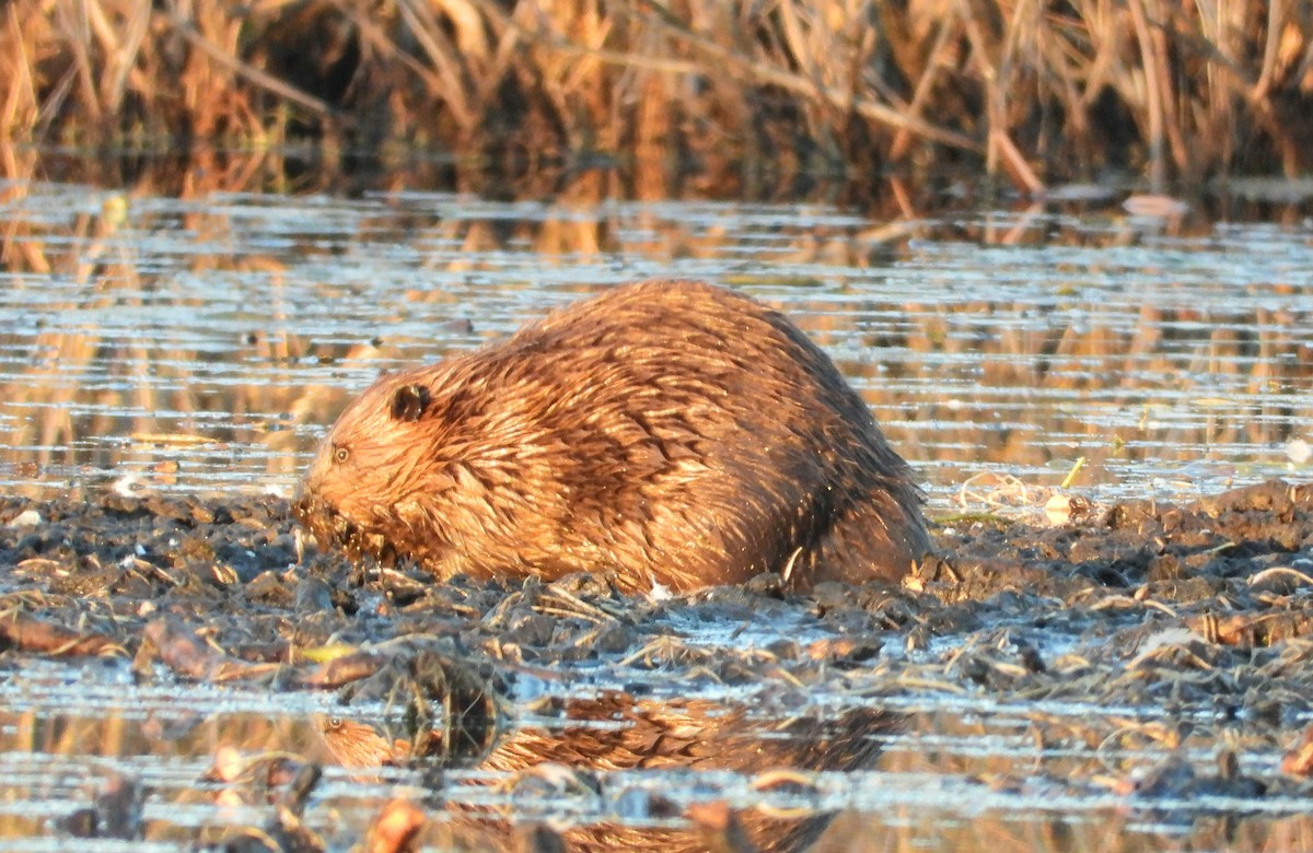 Animals - ML645582601