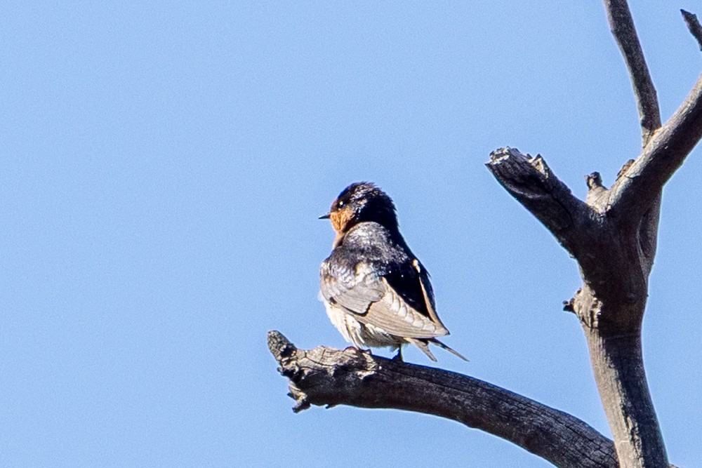 Welcome Swallow - ML645582602