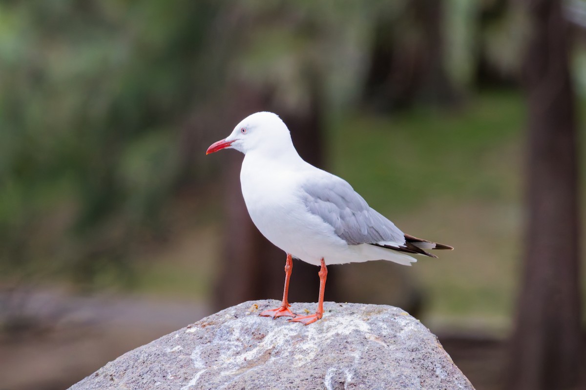 Silver Gull - ML645582603