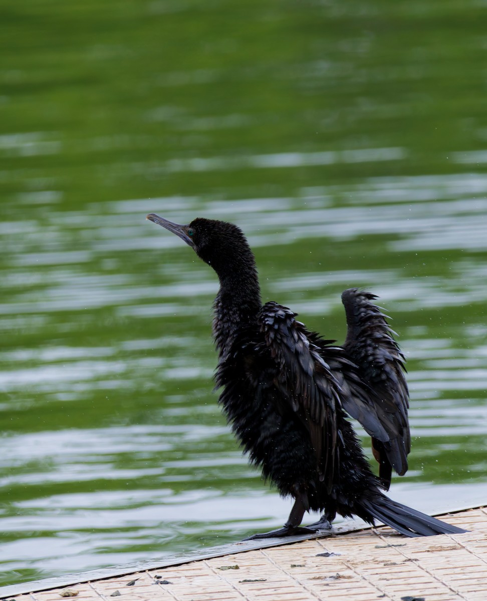 Little Black Cormorant - ML645582605