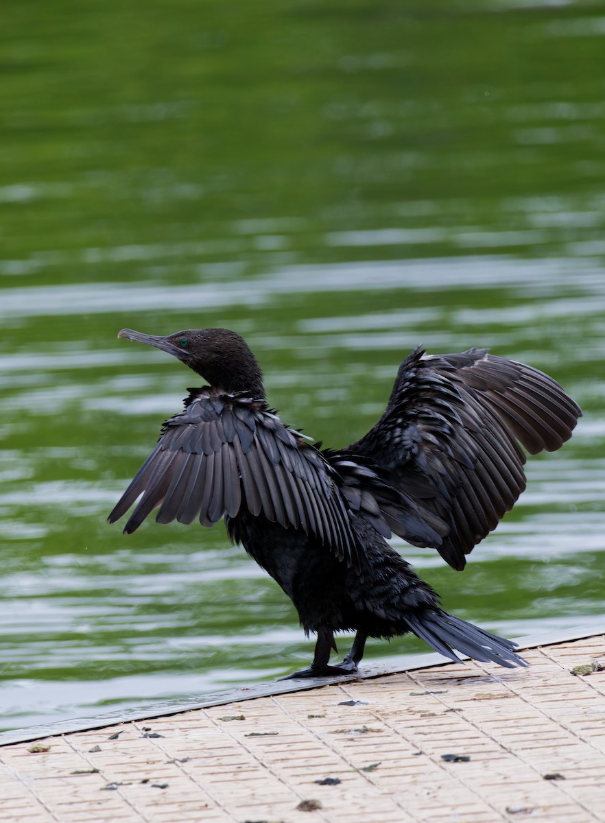 Little Black Cormorant - ML645582606