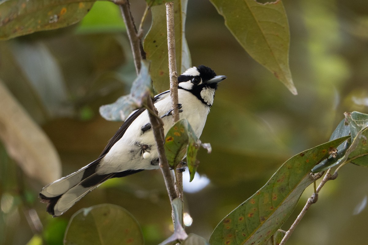 White-naped Monarch - ML645582609