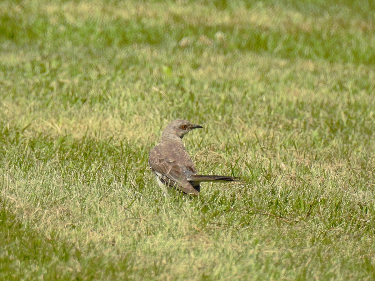 Northern Mockingbird - Emphe Ghie