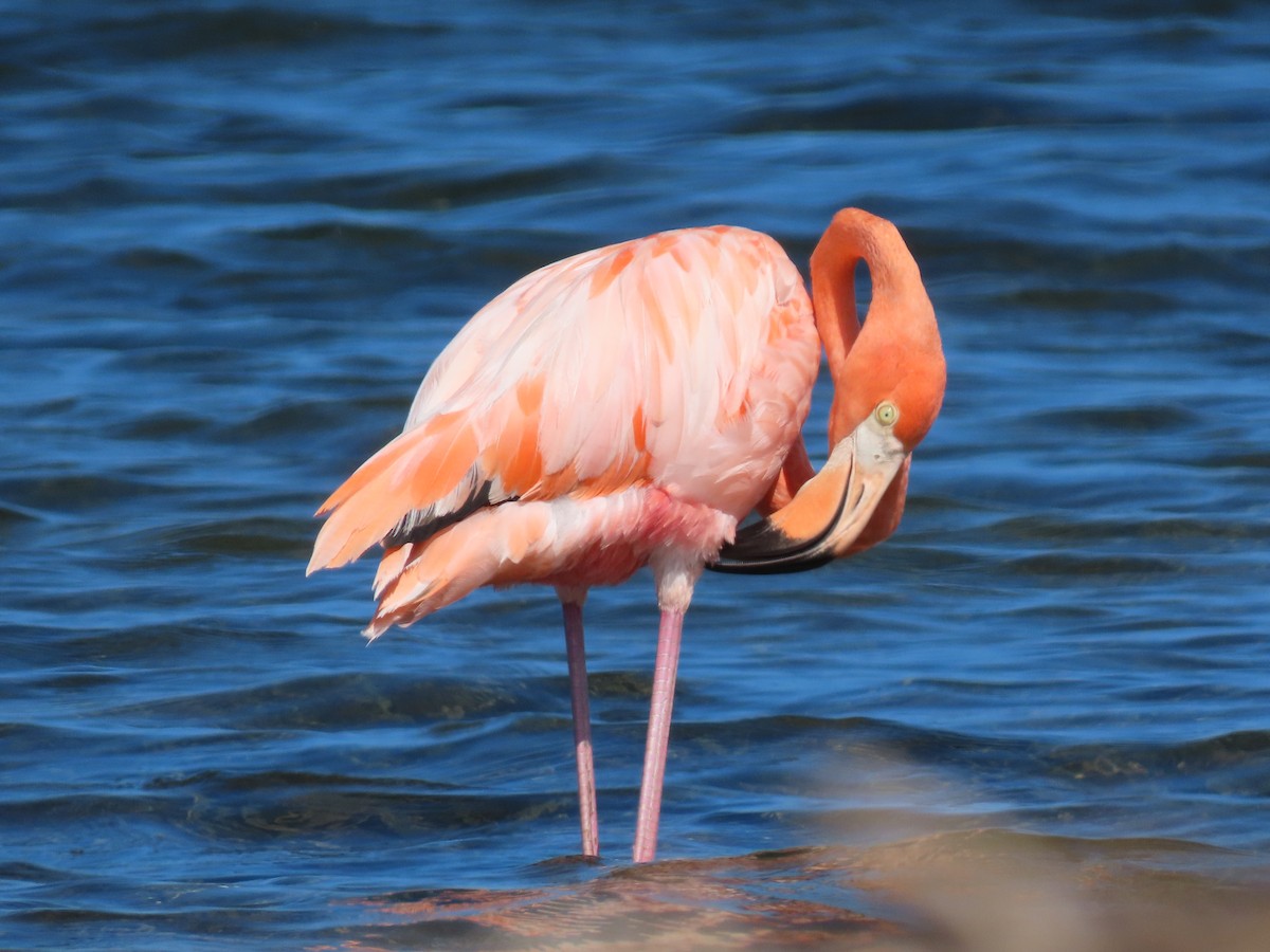 American Flamingo - ML645582611