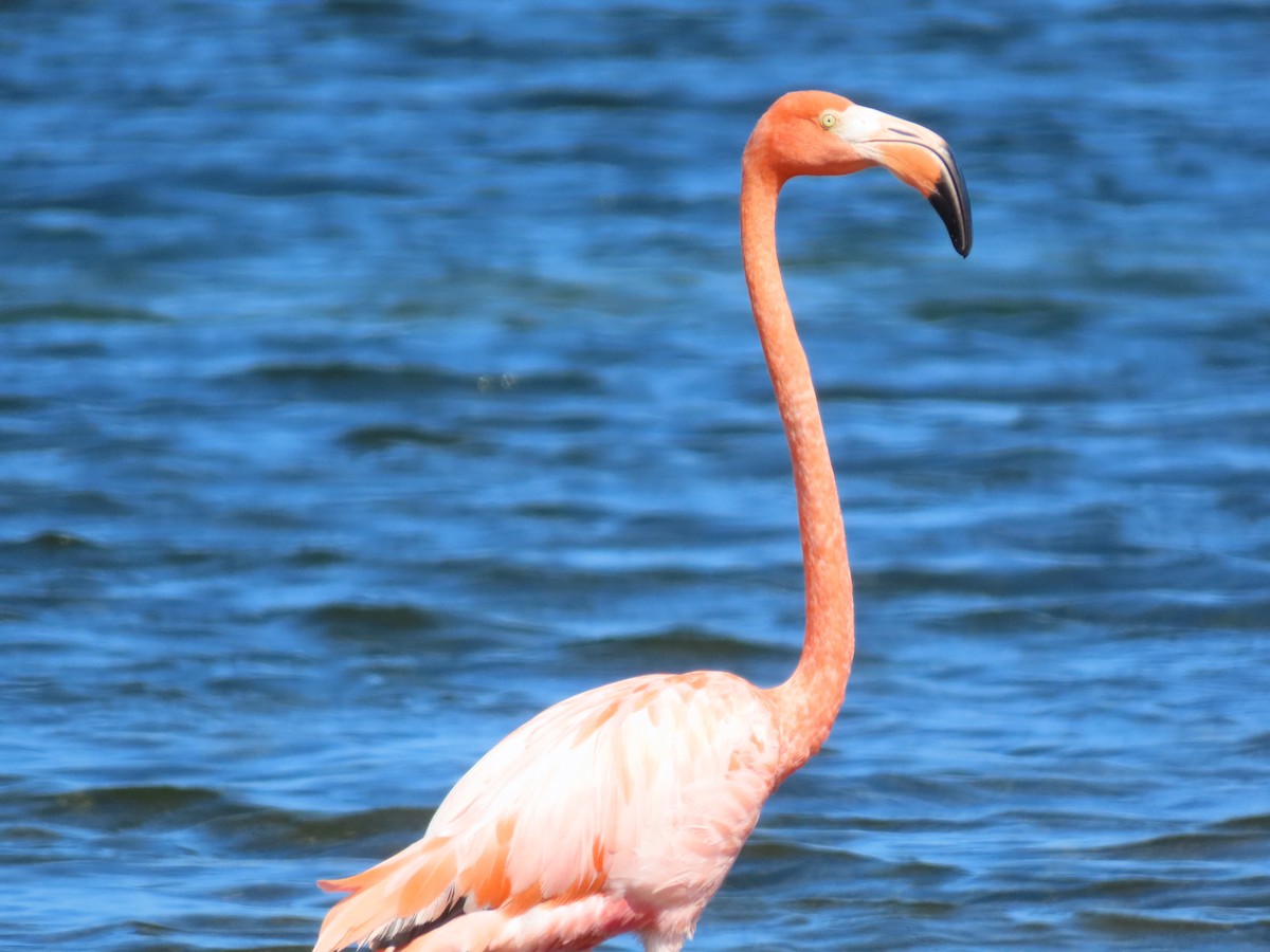 American Flamingo - ML645582612