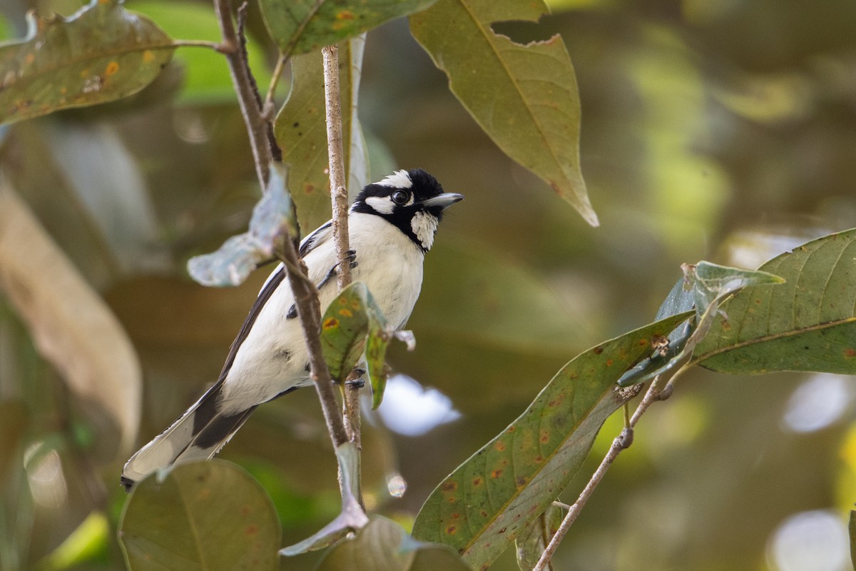 White-naped Monarch - ML645582613