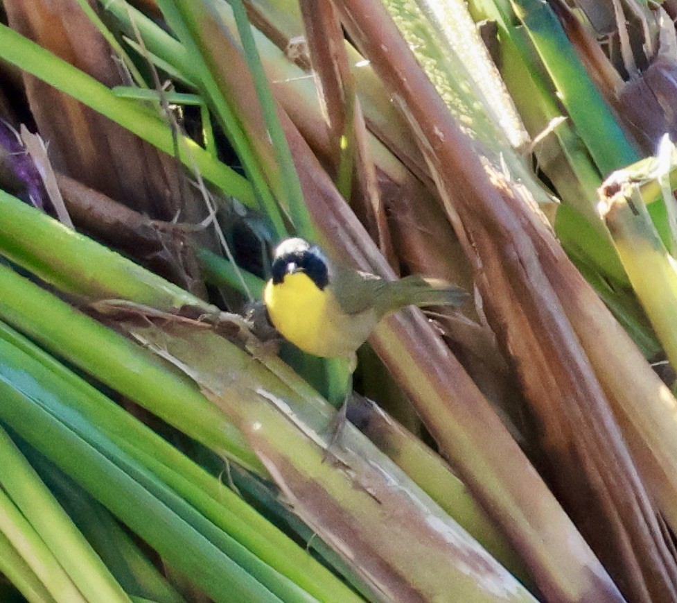 lesňáček žlutohrdlý - ML645582615