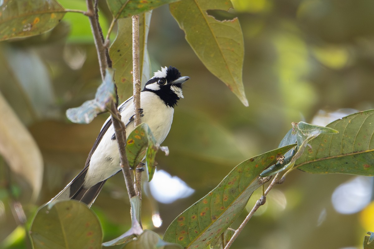 White-naped Monarch - ML645582616