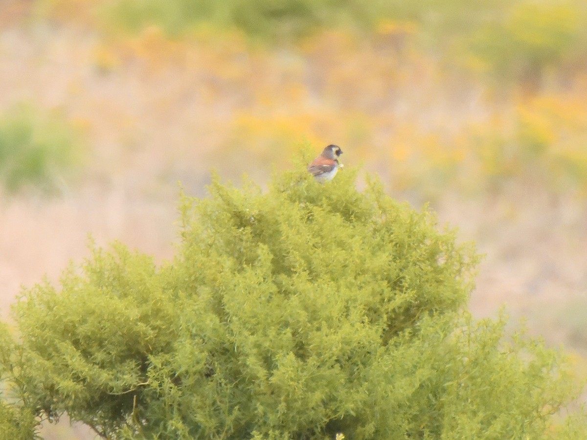 Cape Sparrow - ML645582617