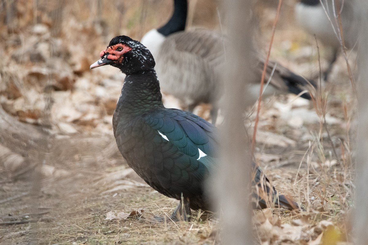 番鴨(馴化)(薑母鴨) - ML645582619