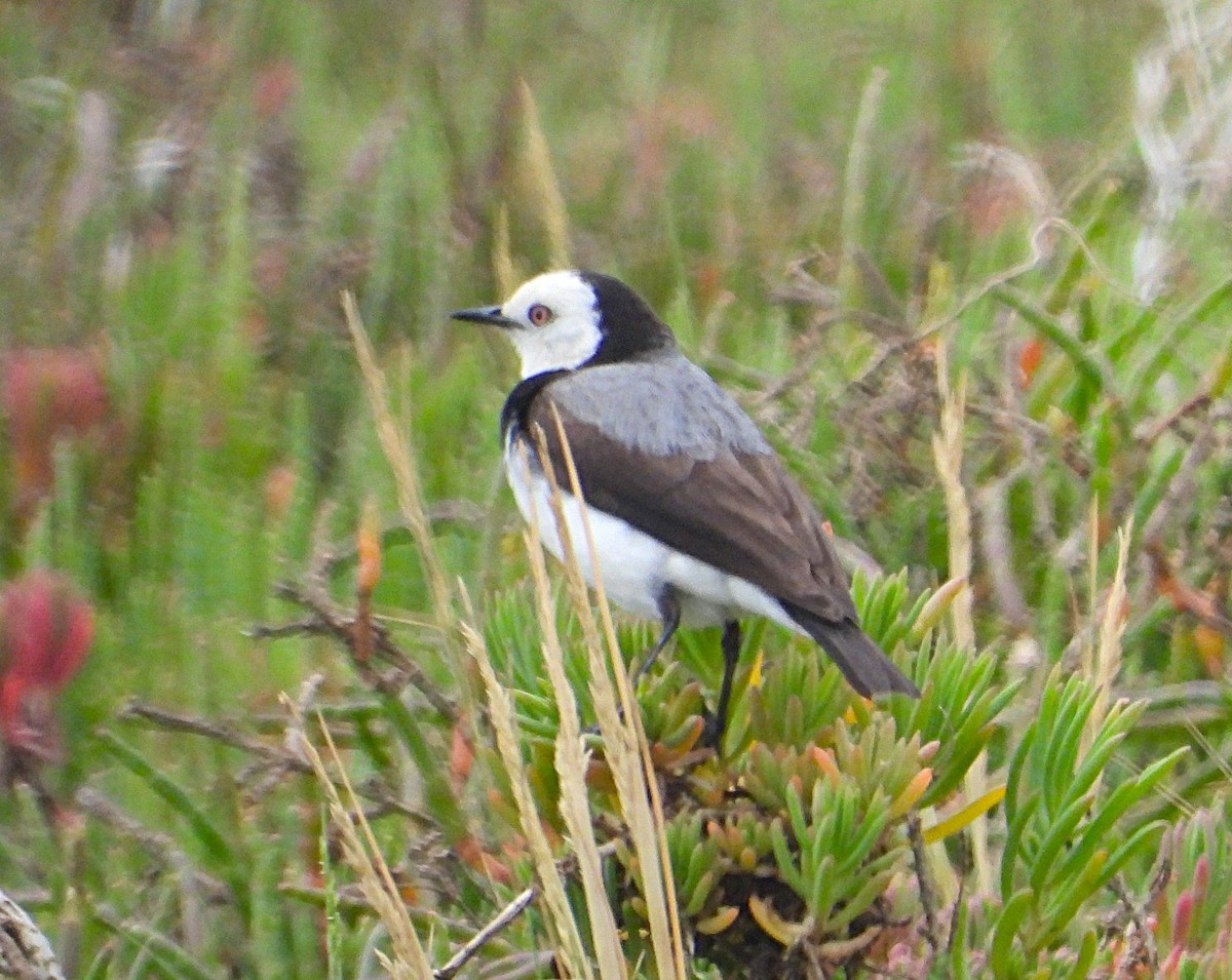 White-fronted Chat - ML645582621
