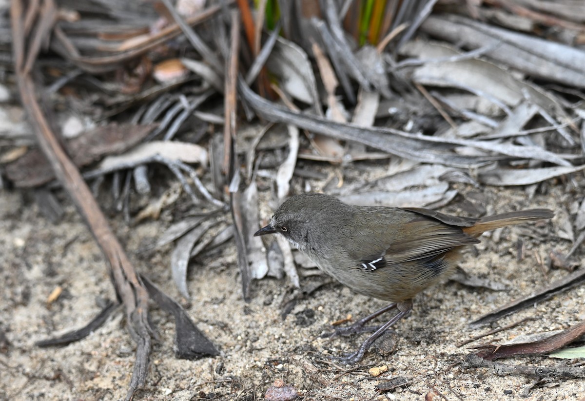Tasmanian Scrubwren - ML645582622