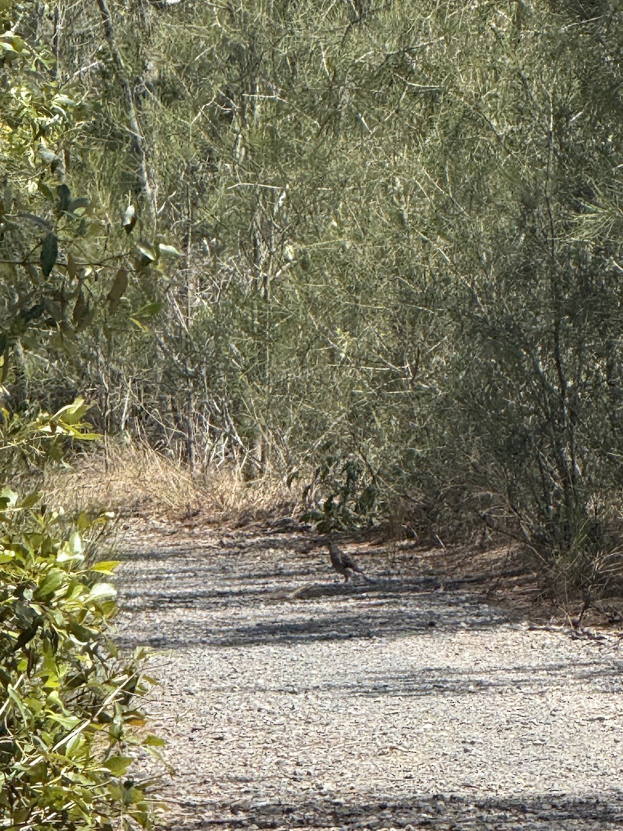 Sahul Brush Cuckoo - ML645582624