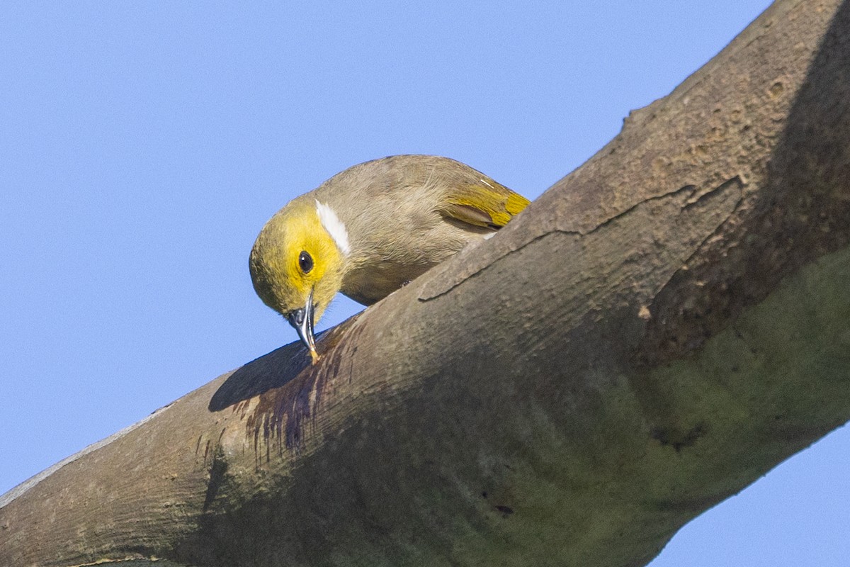 hvitsmykkehonningeter - ML645582627