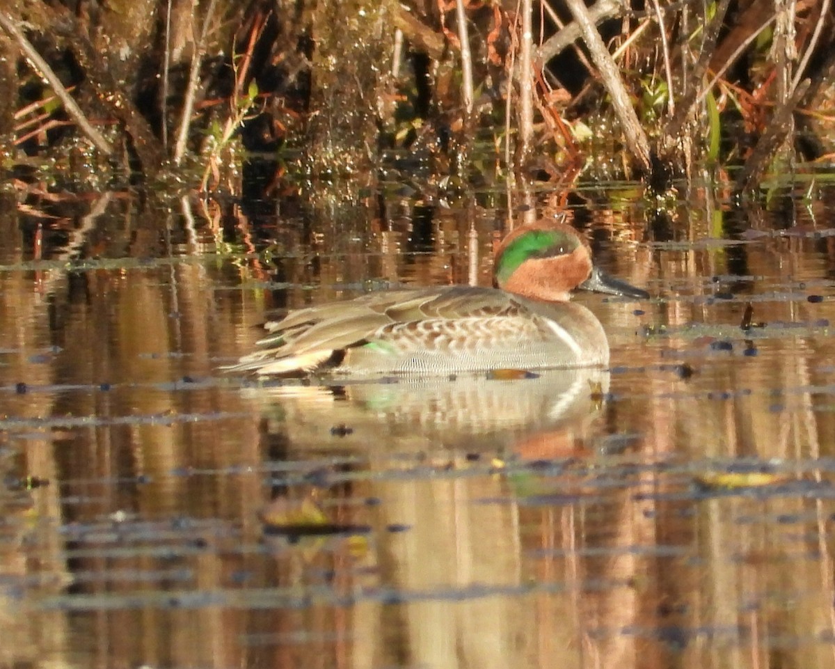 Green-winged Teal - ML645582633