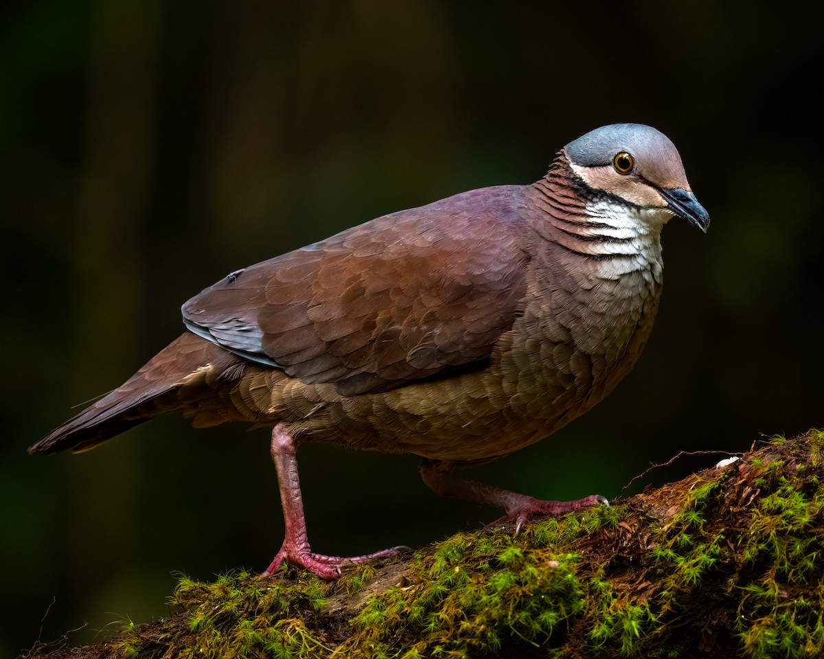 White-throated Quail-Dove - ML645582636