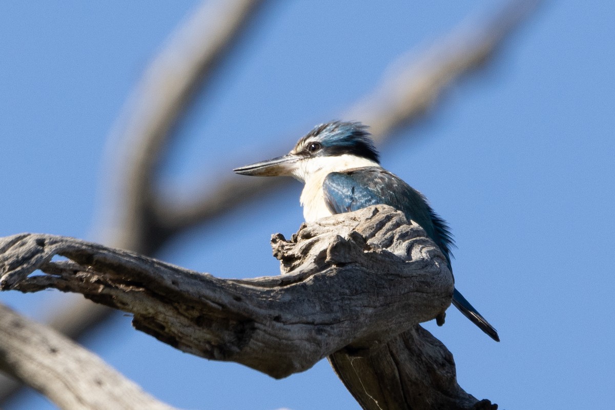 Sacred Kingfisher - ML645582637