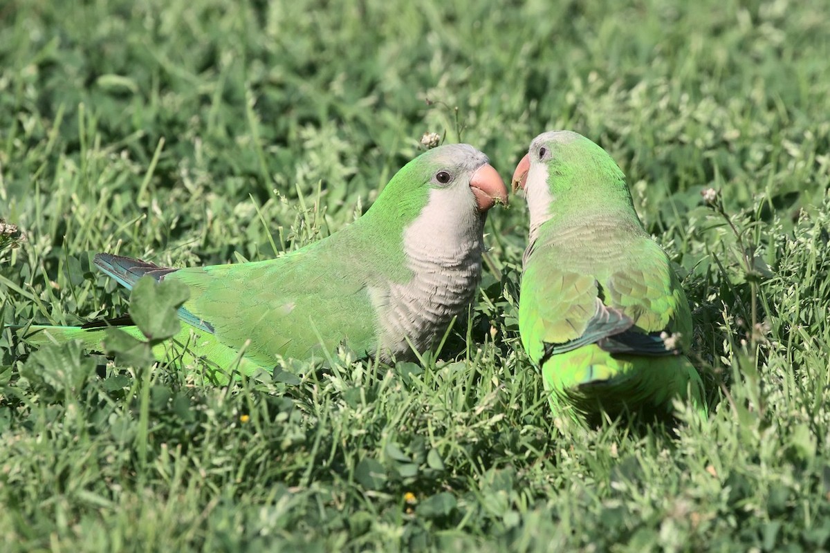 Monk Parakeet - ML645582639