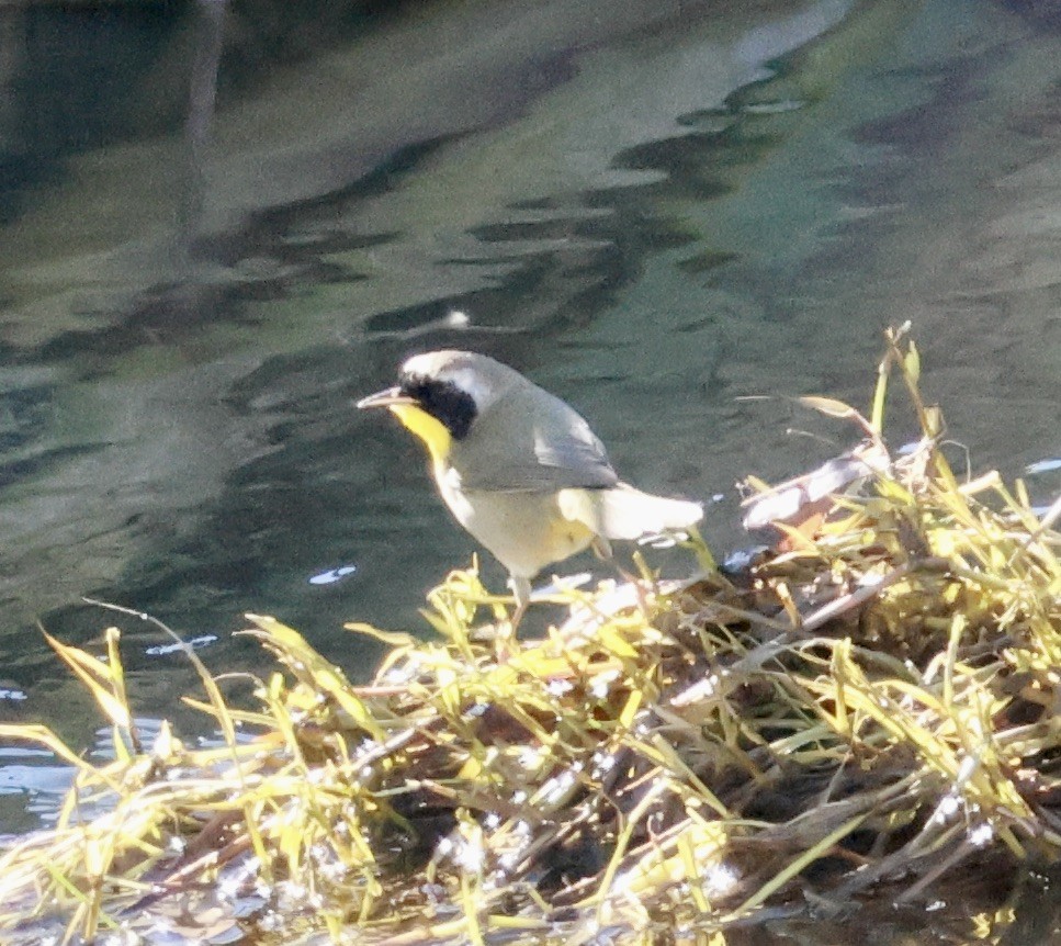 Common Yellowthroat - ML645582640