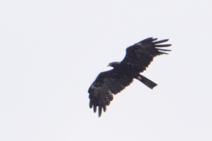 Black Eagle - ML645582641