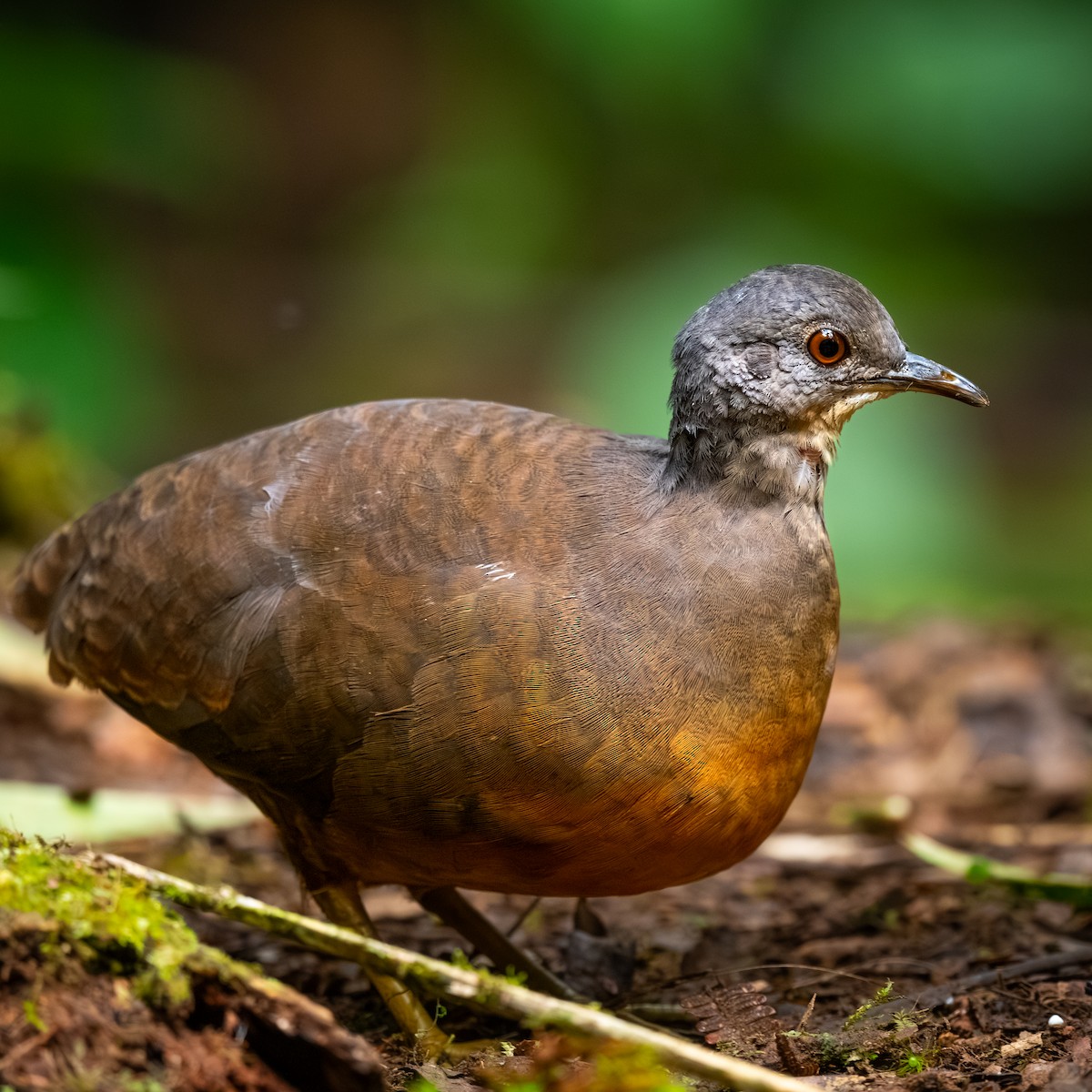 Little Tinamou - ML645582642