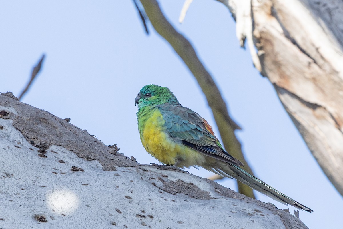 Red-rumped Parrot - ML645582643