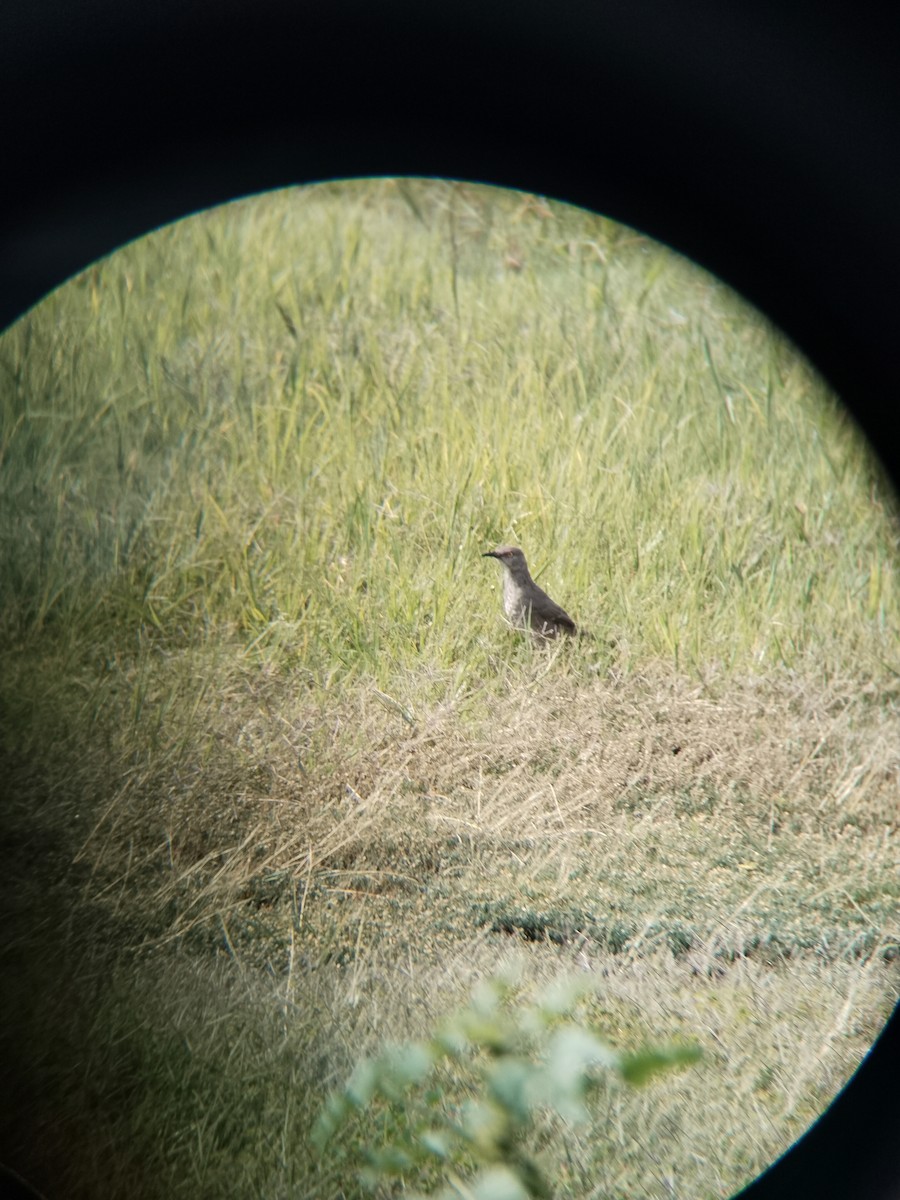 Curve-billed Thrasher - ML645582644