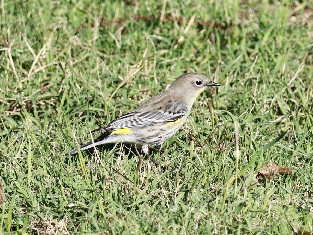 Yellow-rumped Warbler (Audubon's) - ML645582645