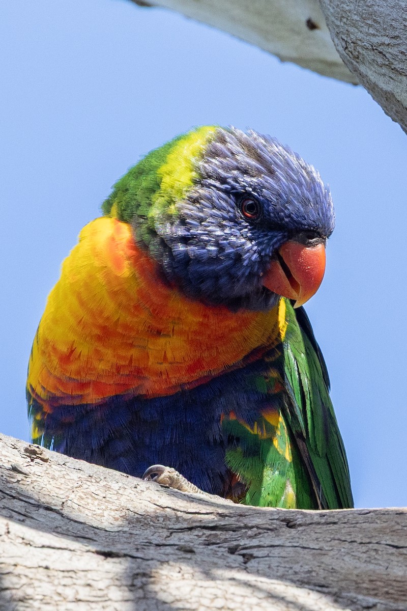 Rainbow Lorikeet - ML645582646