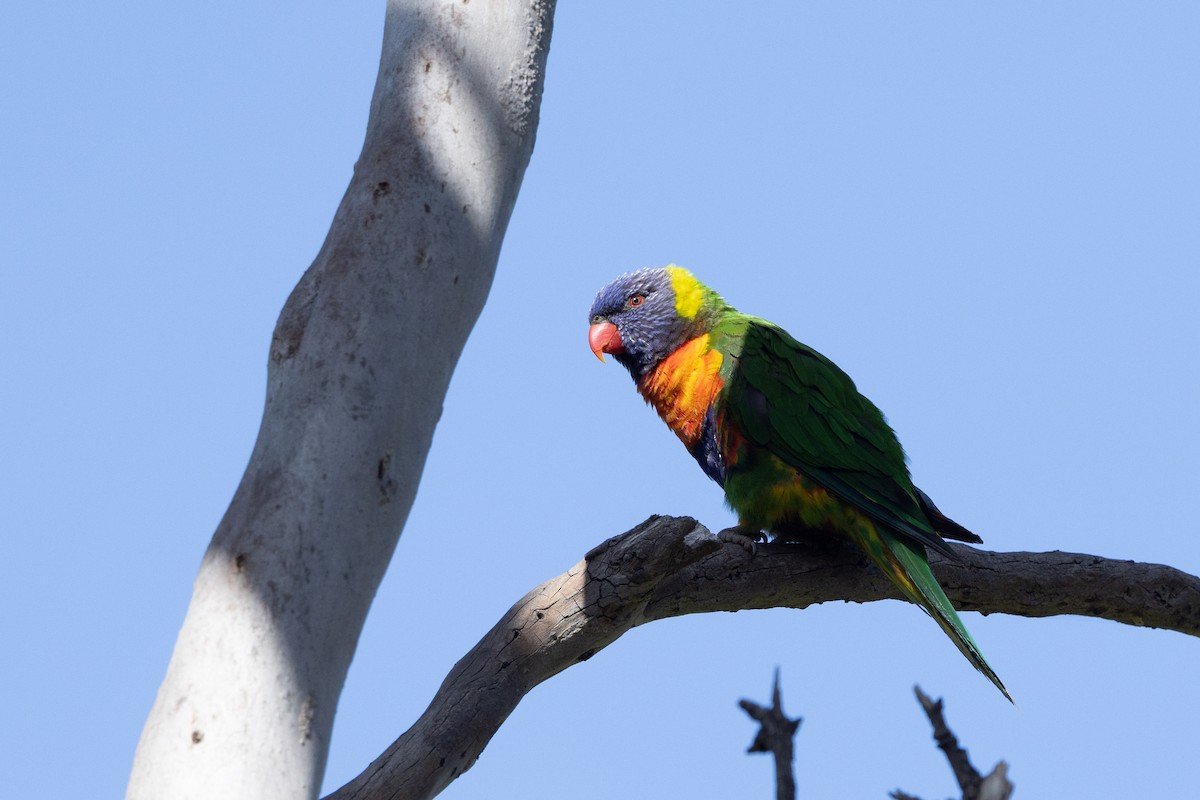 Rainbow Lorikeet - ML645582647