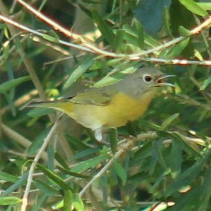 Nashville Warbler - ML645582648