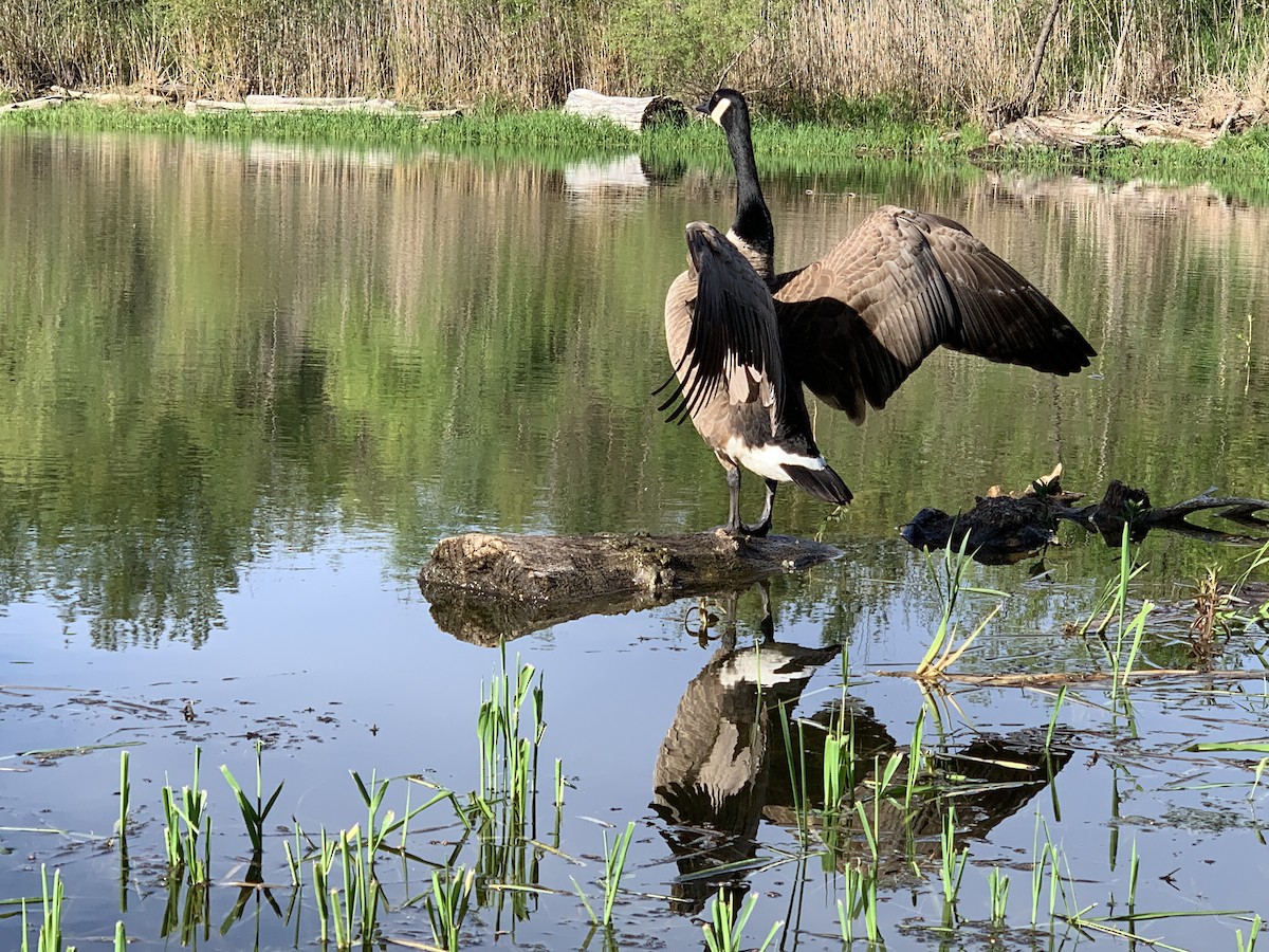 Canada Goose - ML645582649
