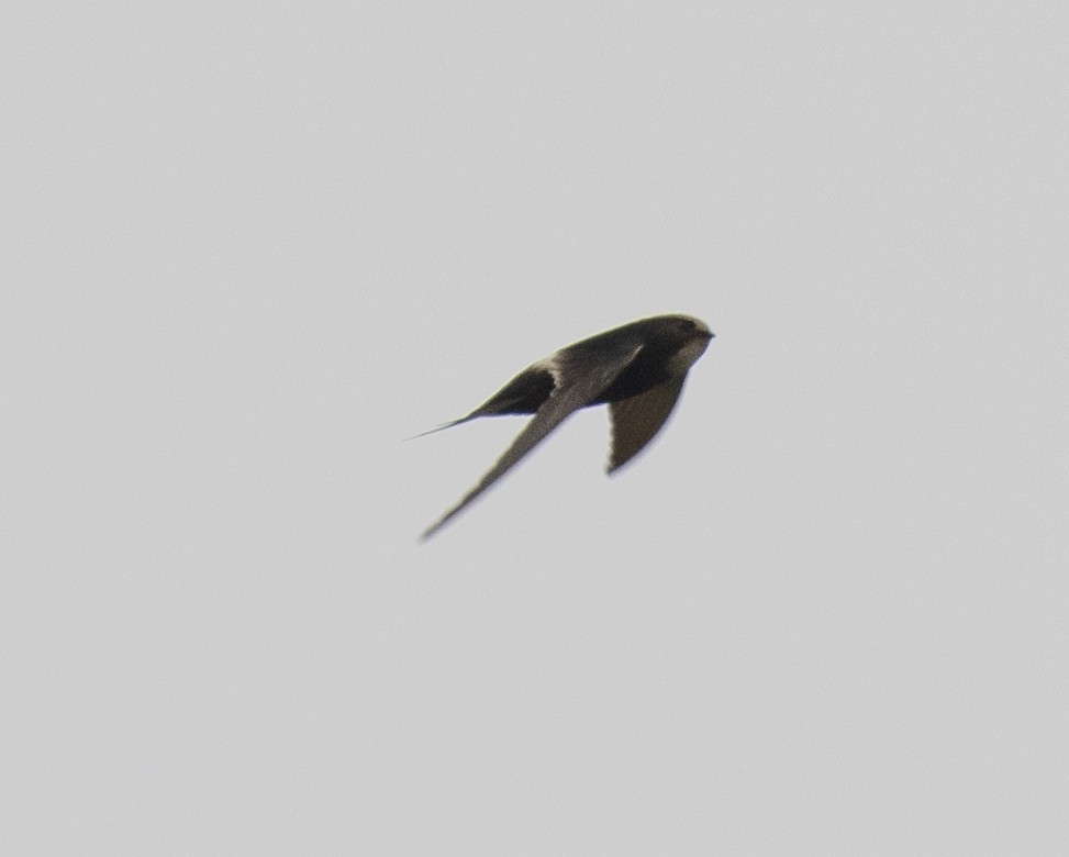 White-rumped Swift - ML645582650