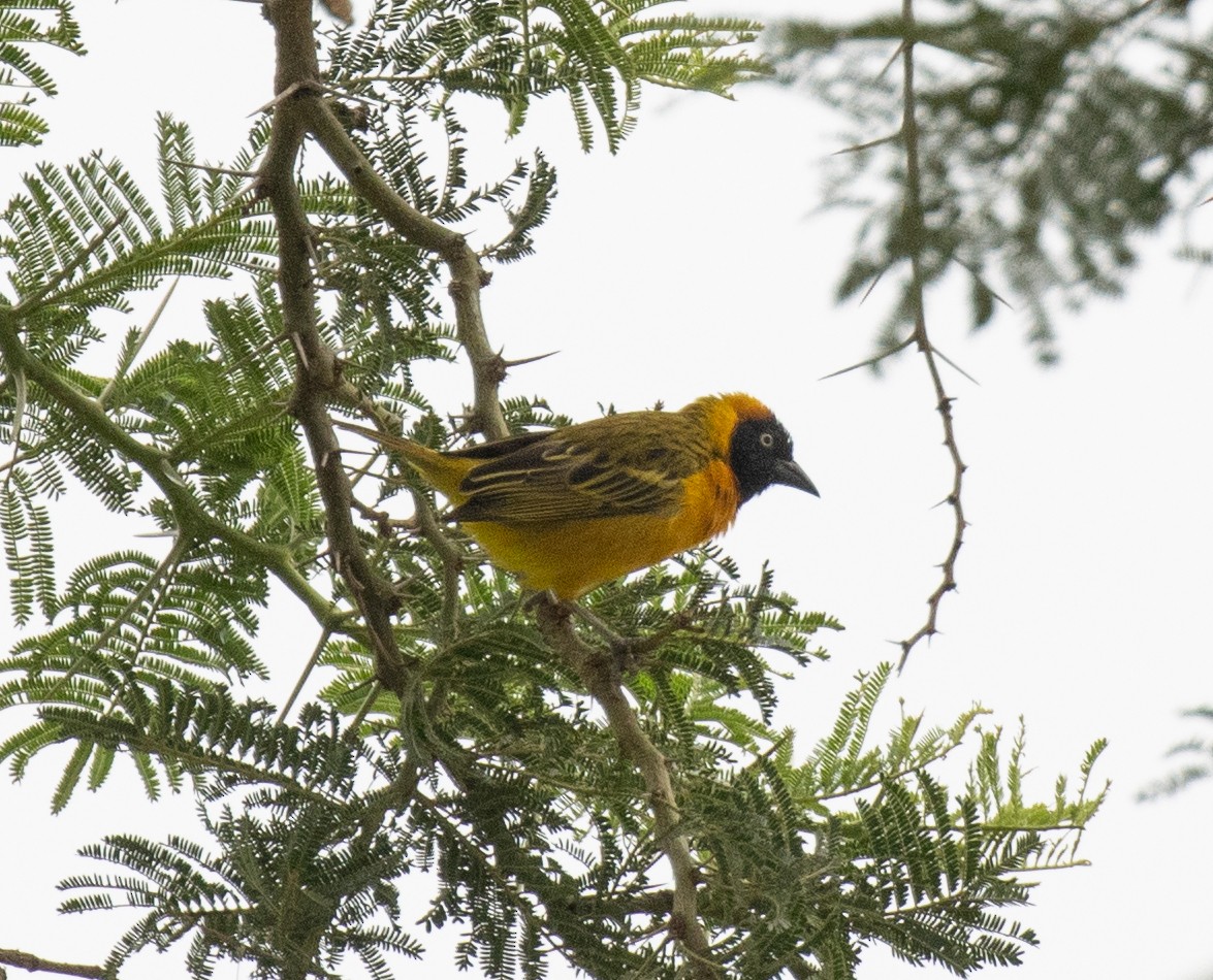 Little Weaver - ML645582652