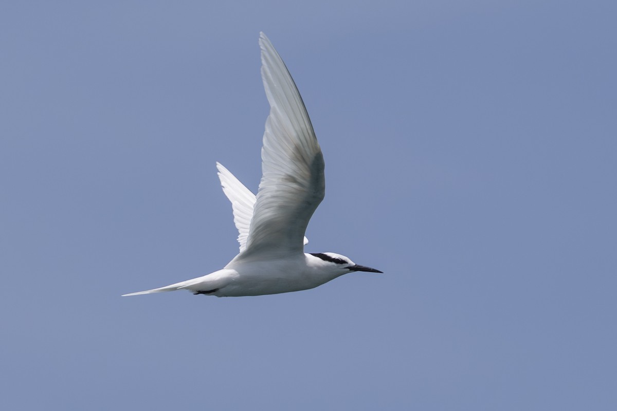 Black-naped Tern - ML645582653