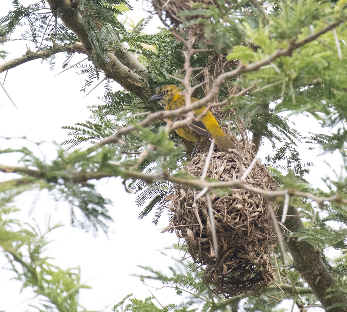 Little Weaver - ML645582654