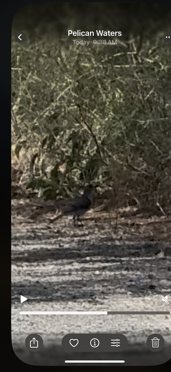 Sahul Brush Cuckoo - ML645582655