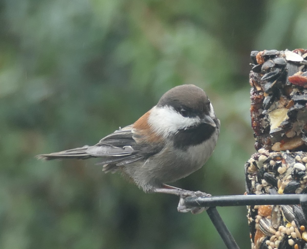 Chestnut-backed Chickadee - ML645582657