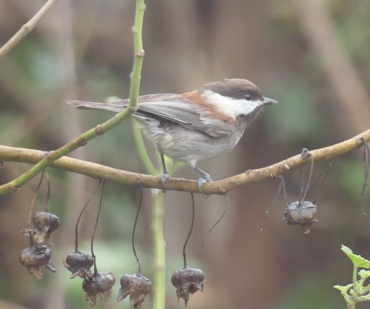 Chestnut-backed Chickadee - ML645582659
