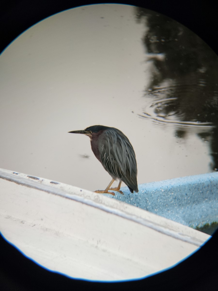 Green Heron - ML645582660