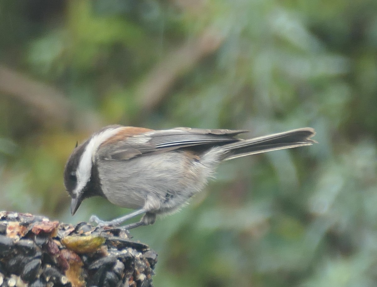 Chestnut-backed Chickadee - ML645582661