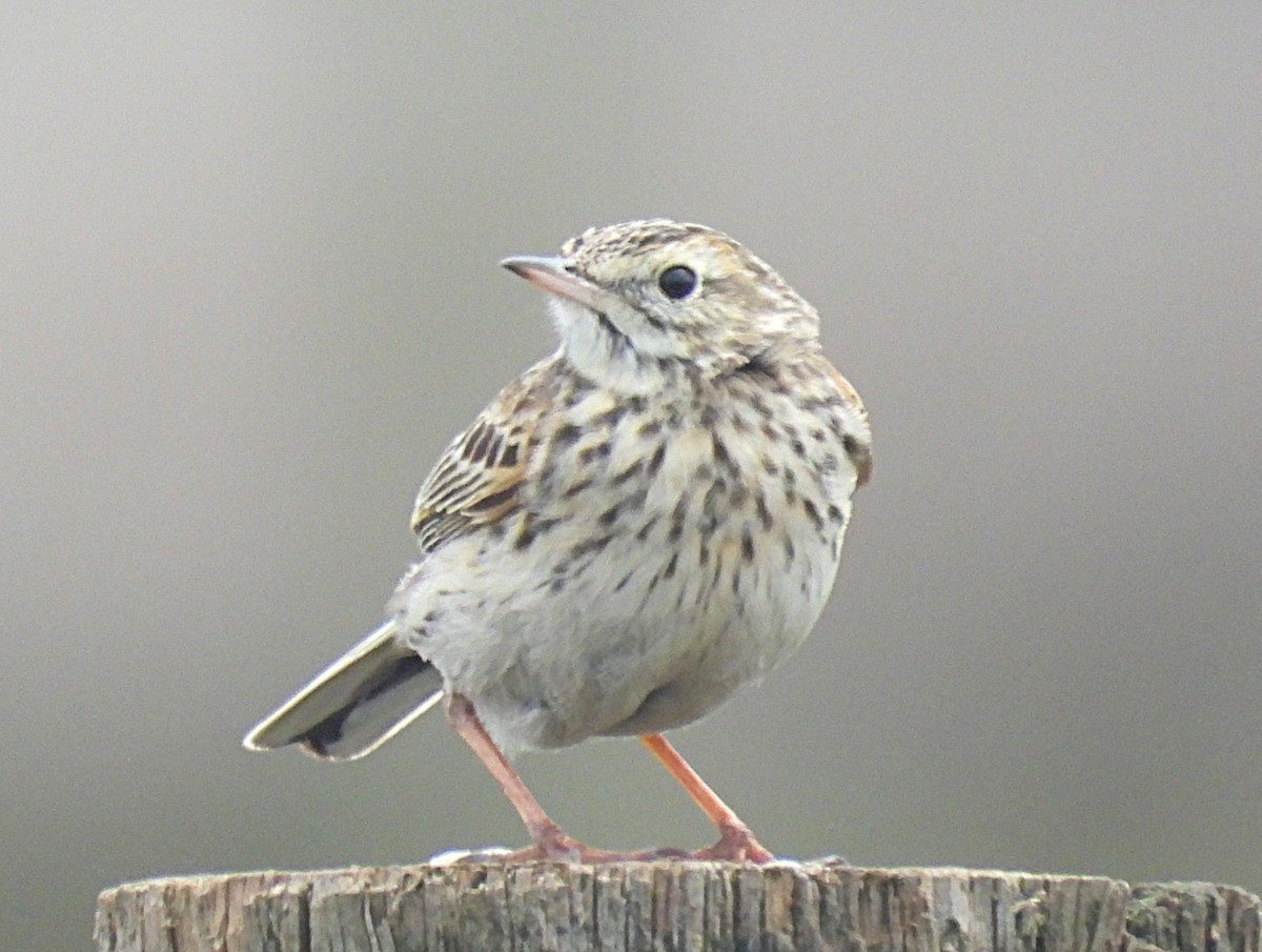Eurasian Skylark (European) - ML645582662