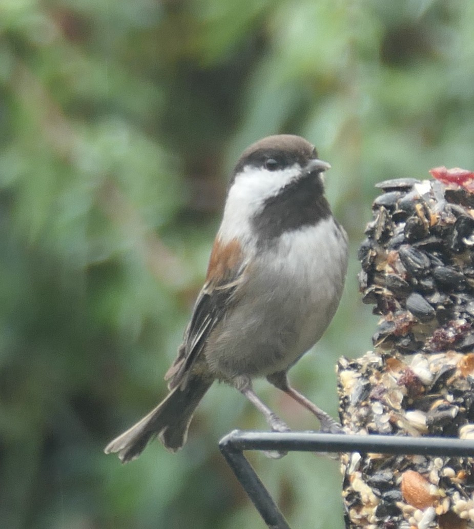 Chestnut-backed Chickadee - ML645582663