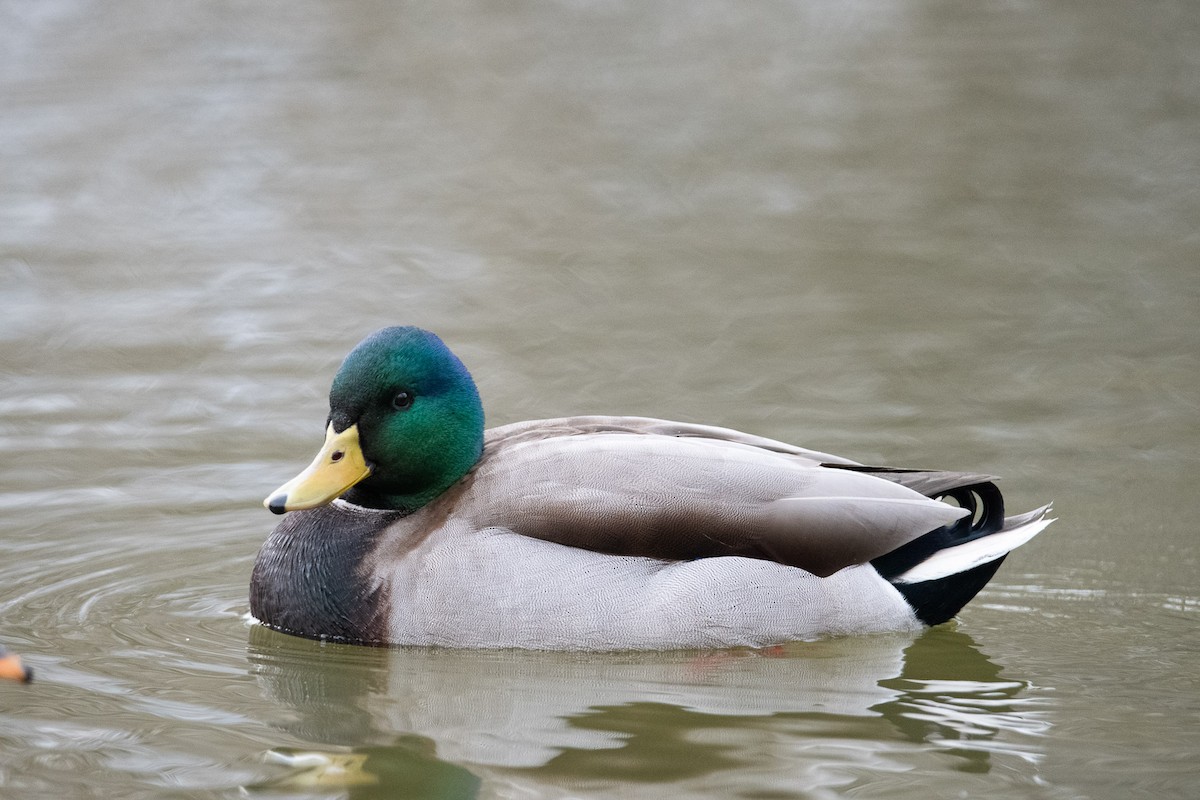 Mallard - ML645582667