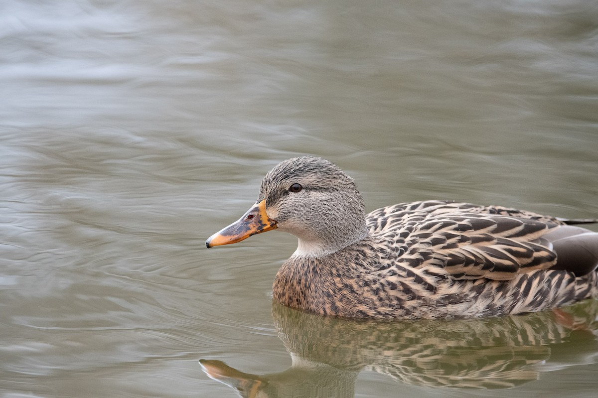 Mallard - ML645582668