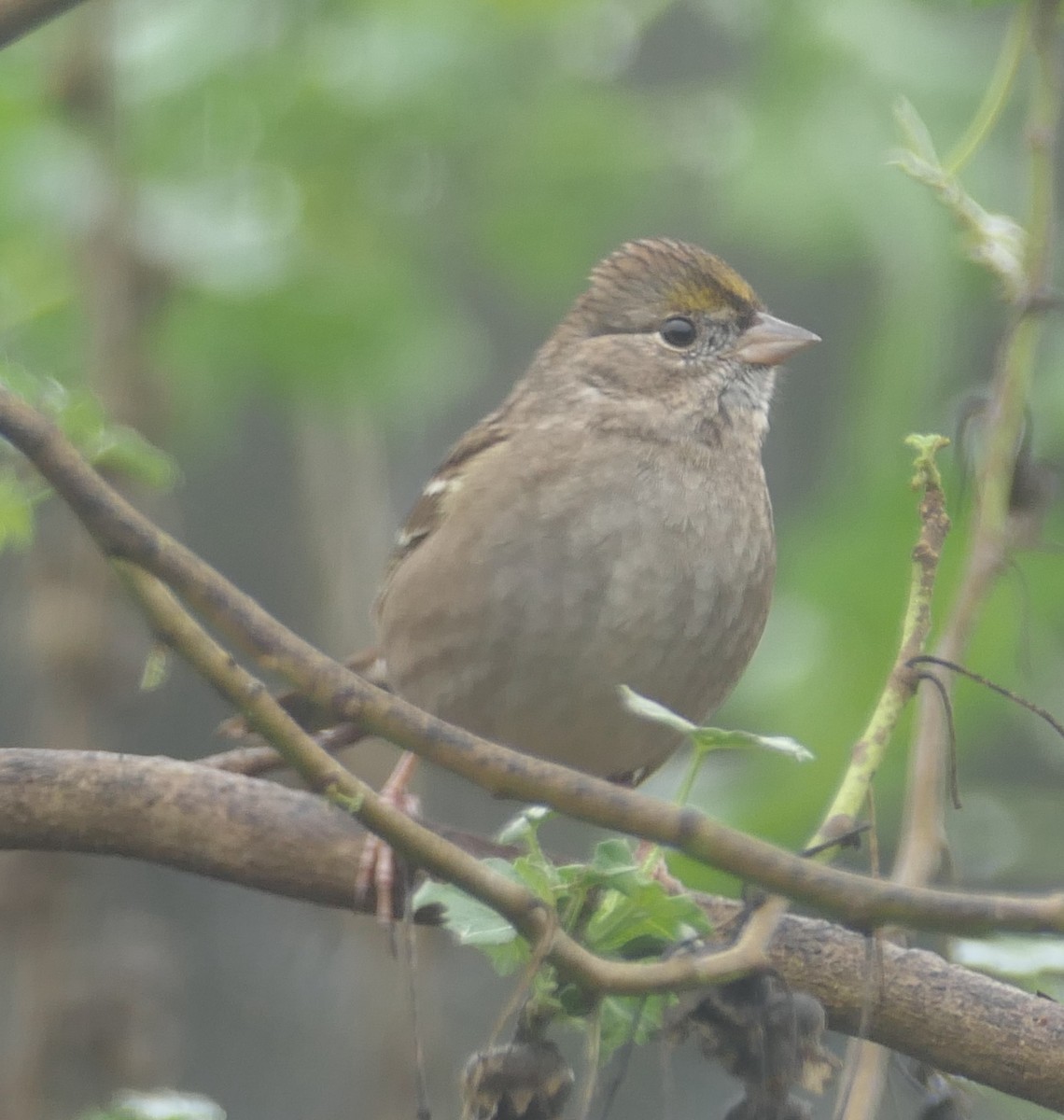 Golden-crowned Sparrow - ML645582669
