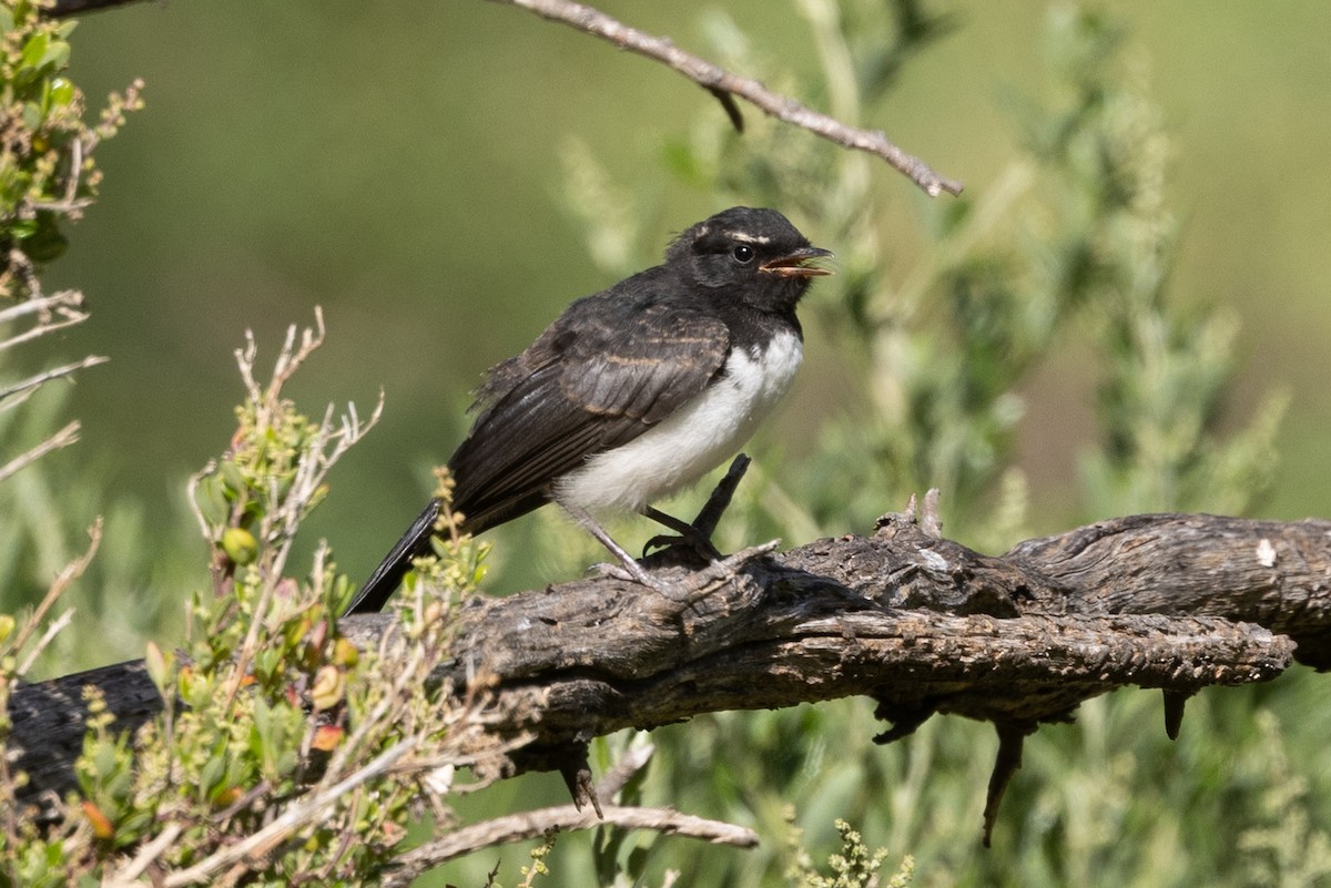 Willie-wagtail - ML645582670