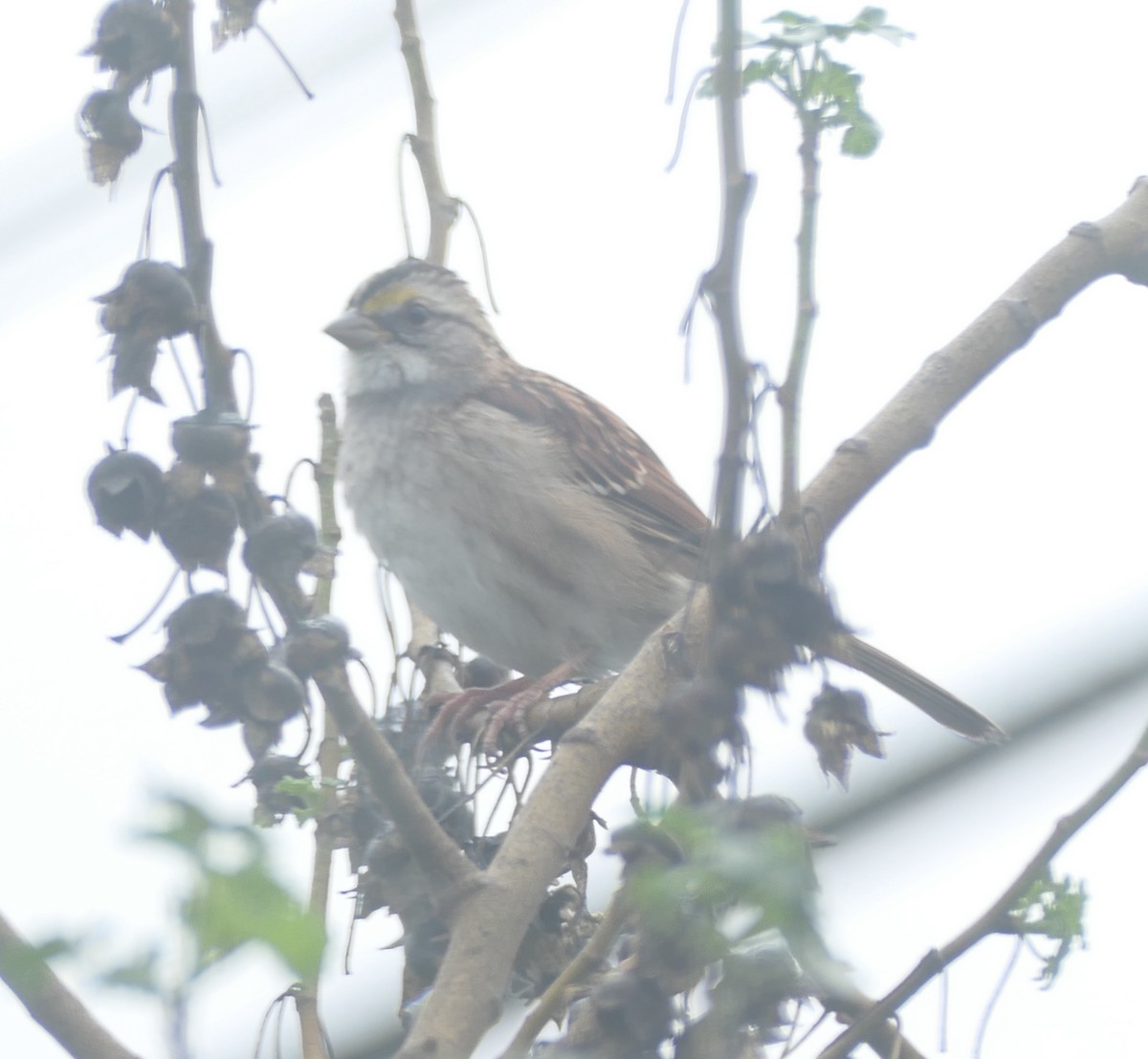 White-throated Sparrow - ML645582672