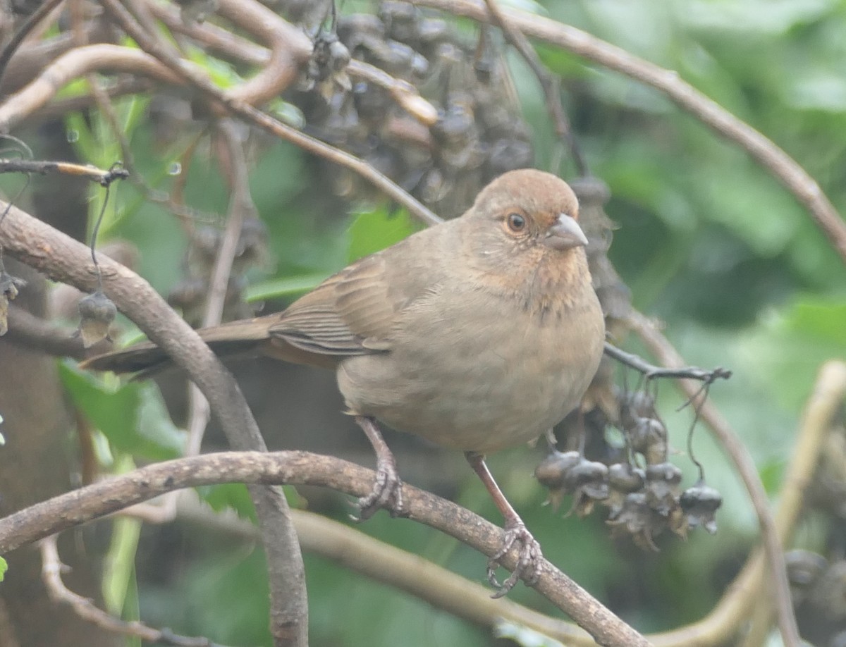 California Towhee - ML645582673