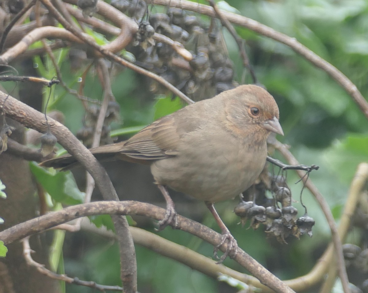 California Towhee - ML645582674